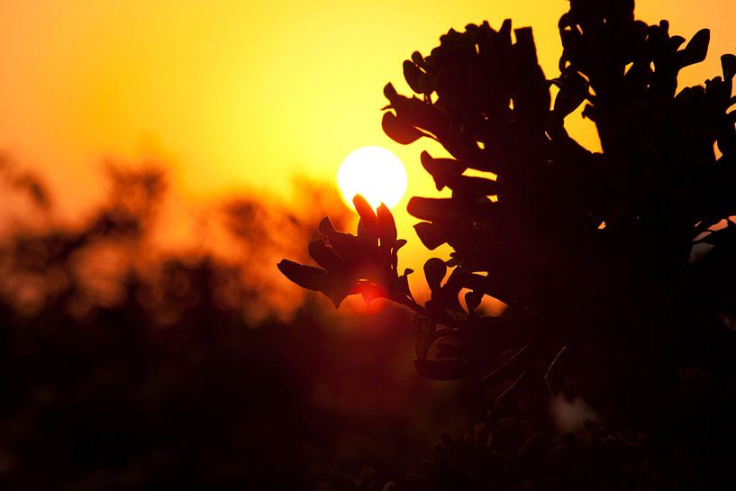 Golden by Bram van Kattenbroek