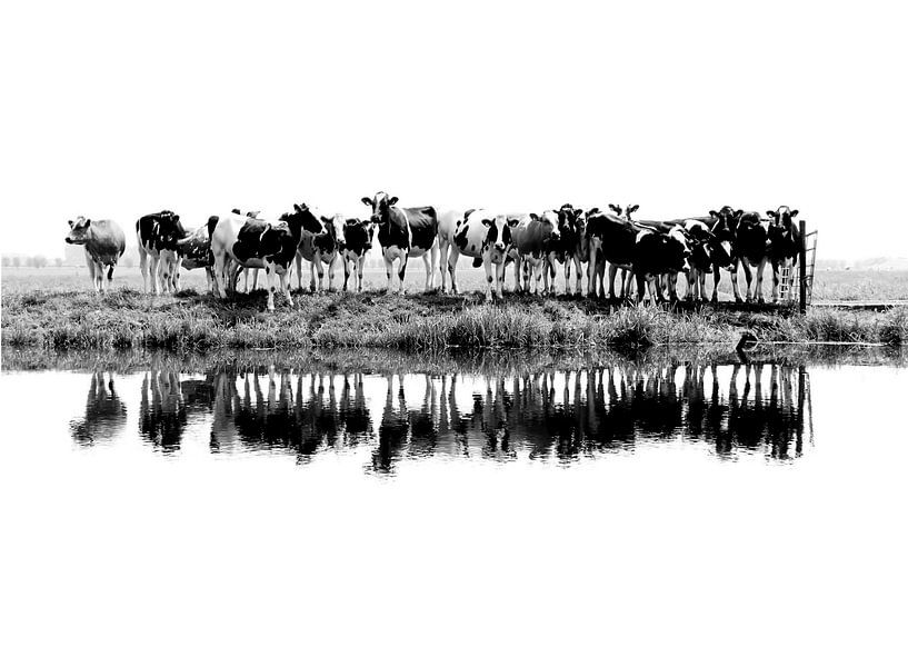 Kühe in einer Reihe (schwarz/weiß) von Annemieke van der Wiel