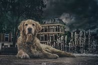 Straßenhund in Leeuwarden. von Elianne van Turennout Miniaturansicht