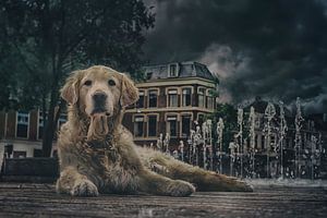 Chien de rue à Leeuwarden. sur Elianne van Turennout