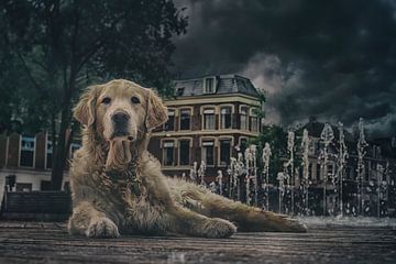 Straathond in Leeuwarden.