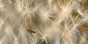 Panorama of fluff blown away by Marjolijn van den Berg