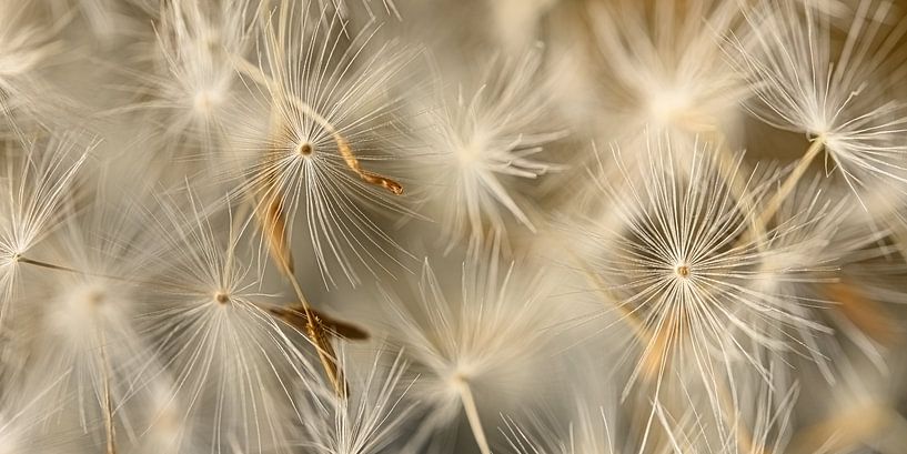 Panorama of fluff blown away by Marjolijn van den Berg