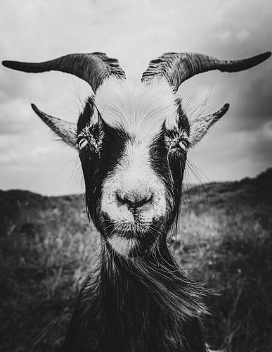 Mysterieuze en Grappige Geit met Hoorns: Zwart-Wit Foto die de Sobere, Maar Charismatische Blik van het Dier Vangt