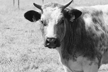 Zwart-wit close up dikbil koe van Jolanda de Jong-Jansen