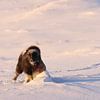 Bœuf musqué en hiver dans le parc national de Dovrefjell-Sunndalsfjella en Norvège sur Frank Fichtmüller