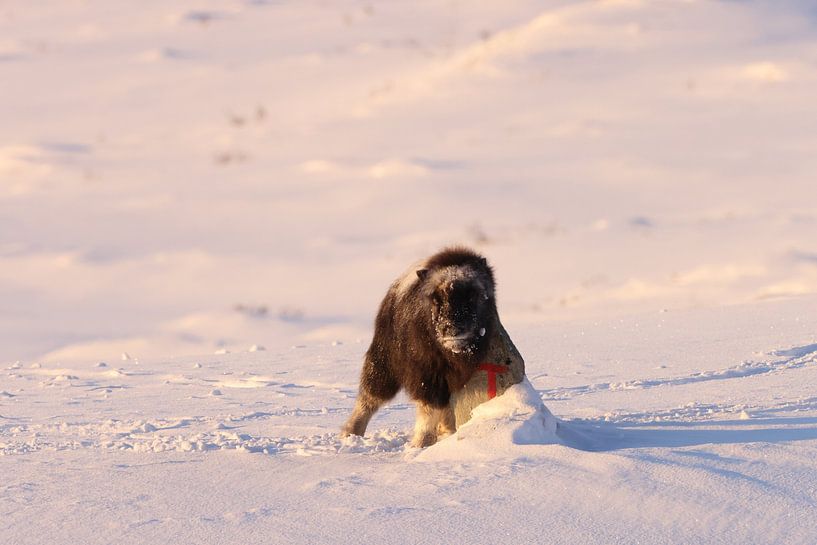 Musk ox calf  in winter in Dovrefjell-Sunndalsfjella National Park Norway von Frank Fichtmüller