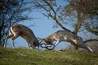 Fighting fallow deer