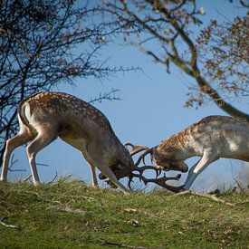 Kampf gegen Damhirsche von Marjolein Versluis