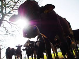 Koe, stier en zon. by Wendy Bremmert