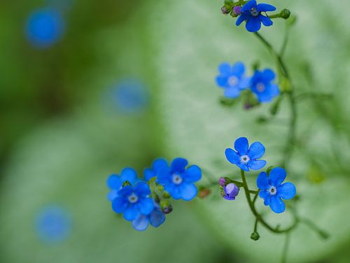 Myosotis du Caucase