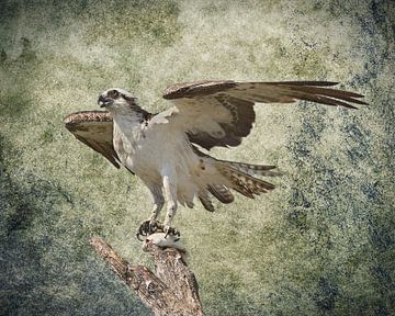 Eating Osprey by Rudy Umans