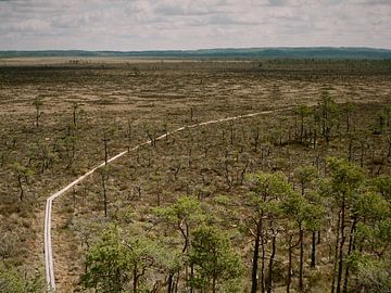 A path through Dumme Mosse by PO Fotografie