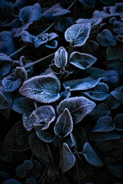 Frozen little world of a periwinkle by Jenco van Zalk