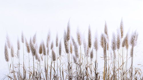 Riet pluimen in winter landschap
