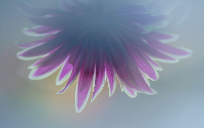 flower by Paquita Six