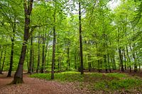 Zomers bos op de Kampina