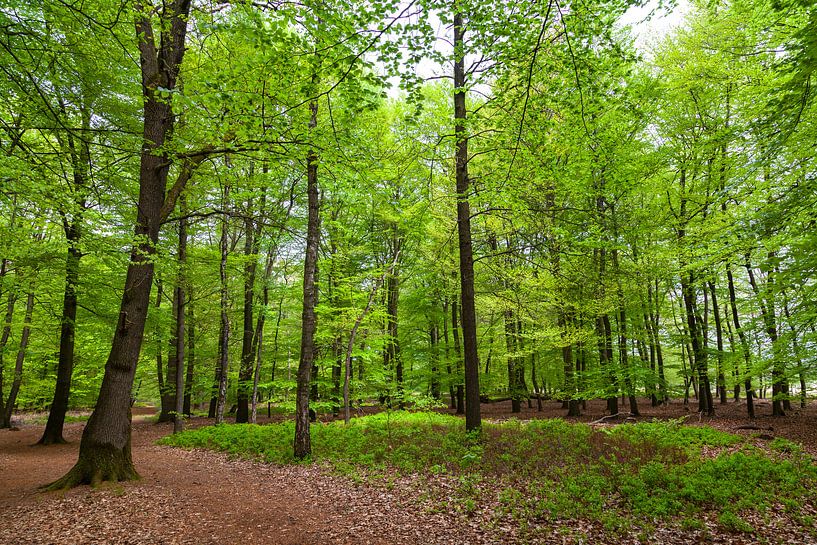 Zomers bos op de Kampina par Nel Diepstraten