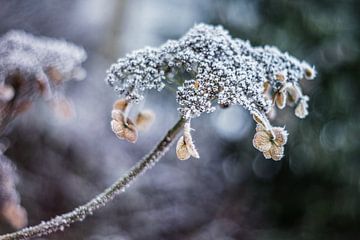 Winter von Janka Kucerova