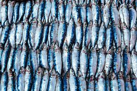 Sardinen auf einem Fischmarkt in Negombo, Sri Lanka von WorldWidePhotoWeb