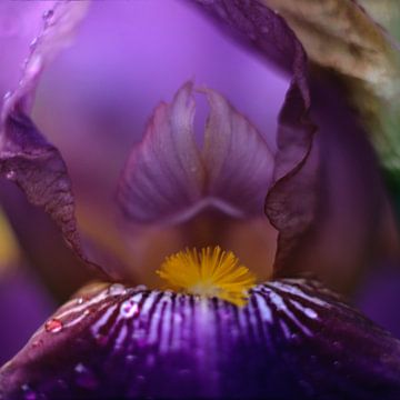 Iris, iris germanica van Helmut Neumann Blütenfotografie