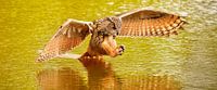 Panorama van een Oehoe, de vogel vliegt met uitgespreide vleugels  en staart in het water. boven een