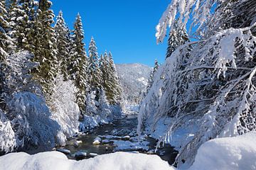 besneeuwd winterlandschap Weissach rivier bij Kreuth, Beierse Alpen van SusaZoom