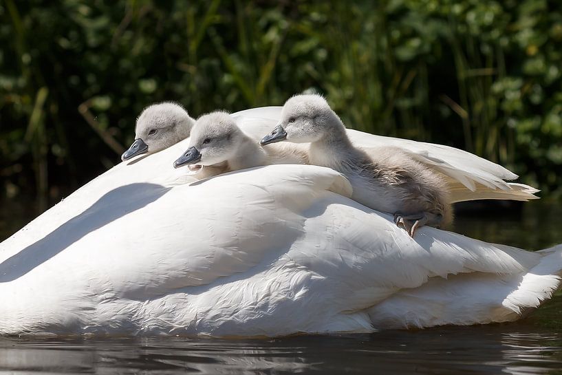 Young swans by Menno Schaefer