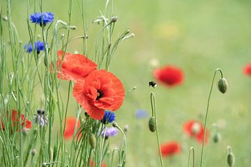 Corn poppy meadow with bumblebee by Tanja Riedel