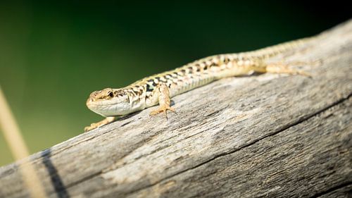 lizard on a log