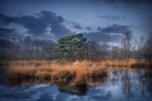Mehr in der Mitte des Waldes