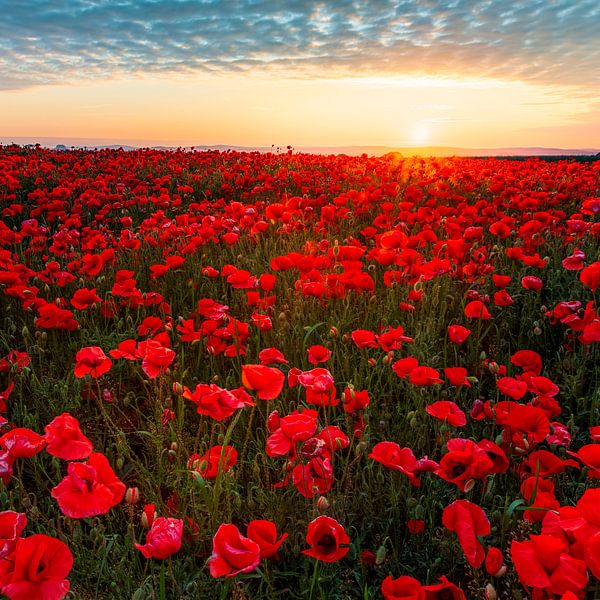 Poppy field at sunrise II by Daniela Beyer