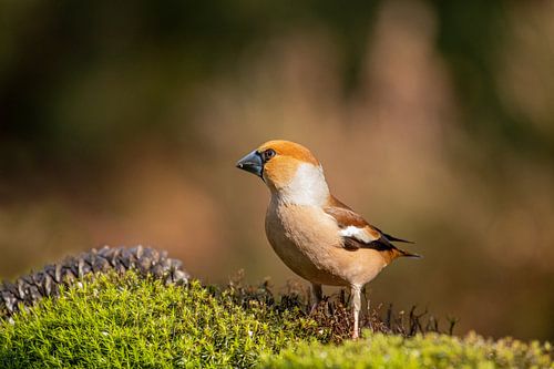 Appelvink man, zoekt voedsel