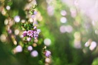 Bokeh