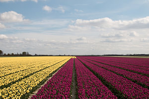 gelbe und lila Tulpen mit einem schönen bewölkten Hintergrund