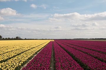 gele en paarse tulpen met een mooie bewolkte achtergrond van W J Kok