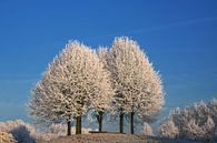 Drei schneebedeckte Bäume von Yvonne Smits Miniaturansicht