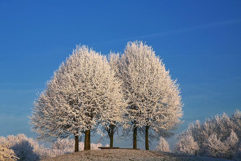 Drei schneebedeckte Bäume von Yvonne Smits