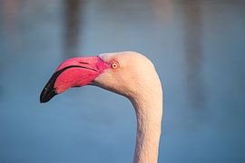 Flamant rose à l'affût sur Roger Hagelstein