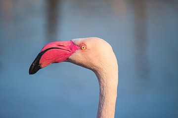 Flamingo op de uitkijk van Roger Hagelstein