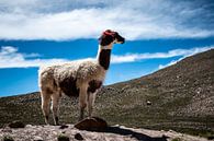 Lama by Eerensfotografie Renate Eerens thumbnail