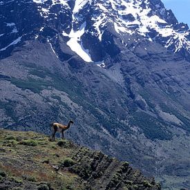 Chilenisches Patagonien, Torres del Paine, Guanaco von Paul van Gaalen, natuurfotograaf