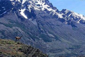 Chileens Patagonië, Torres del Paine, Guanaco van Paul van Gaalen, natuurfotograaf