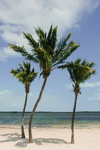 Palmen | Key West | Florida | Reisefotografie | Strand von Mirjam Broekhof