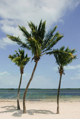 Palm trees | Key West | Florida | Travel photography | Beach