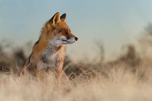 Red fox in wintertime sur Menno Schaefer