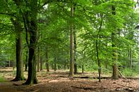 Zonlicht in het bos III van Corinne Welp thumbnail