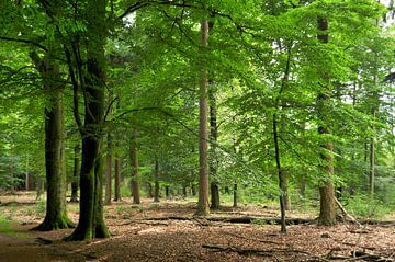 Zonlicht in het bos III van Corinne Welp