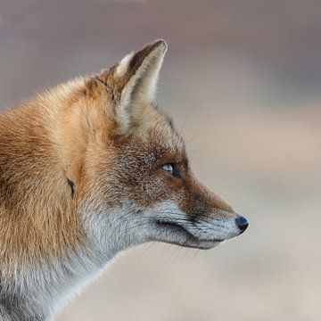 Portret van een vos van Menno Schaefer