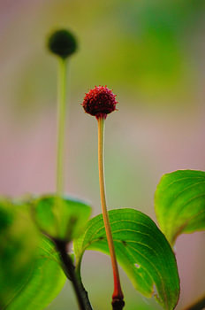 Blumenhartriegel Frucht